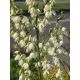 Juka karolińska - Yucca filamentosa
